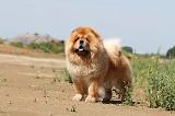 CHOW CHOW 097